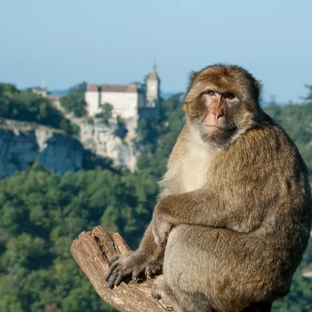 singe rocamadour©la forêt des singes_1