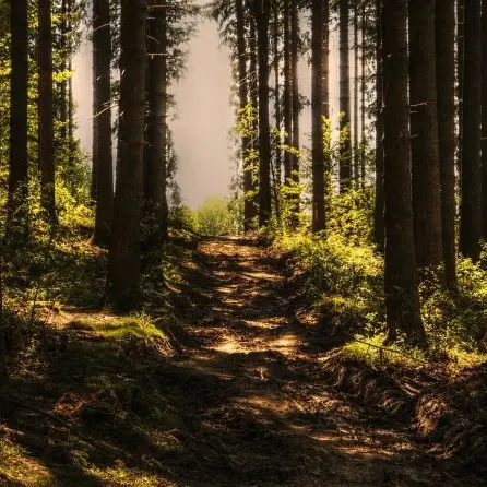 trees©NoName13 de Pixabay