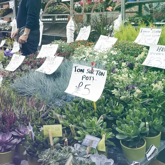 Flower shop full bloom at marketplace
