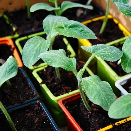 vegetable-garden-5104380_640