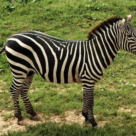 zebra©JamesDeMers de Pixabay