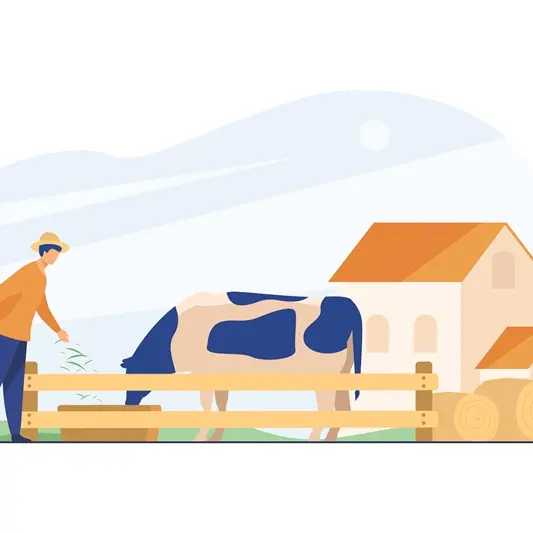 Farmer feeding cow with grass