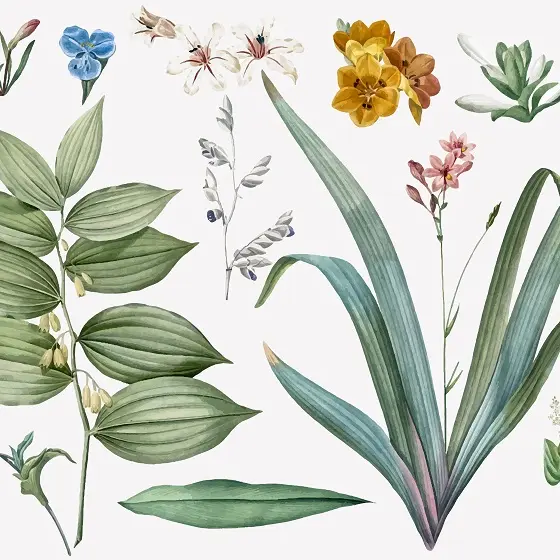 Set of flowers and plant illustrations