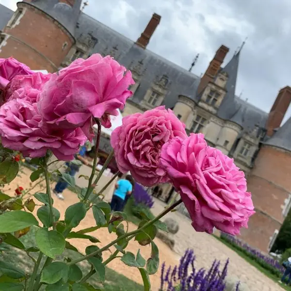 visuel_we_roses_royales_
