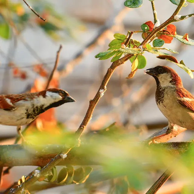 04-03-exposition-observons-les-oiseaux-apostrophe-chartres-16-9