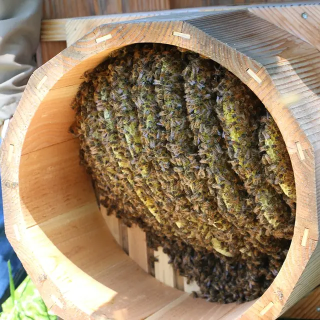 7- Abeilles_Jean-François Beaud