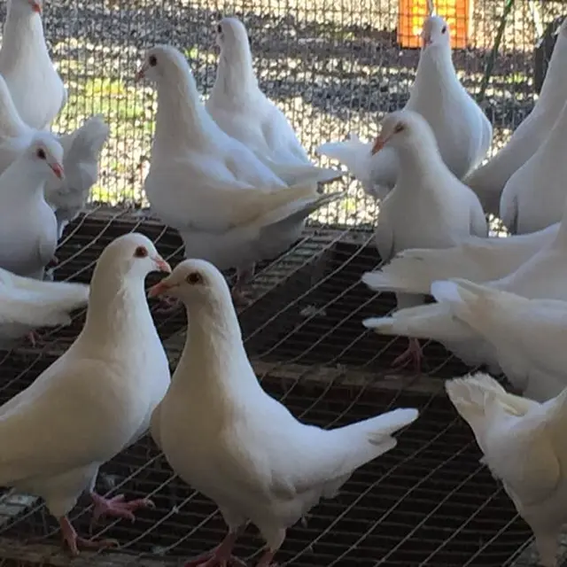 Pigeons reproducteurs Hubbell blancs