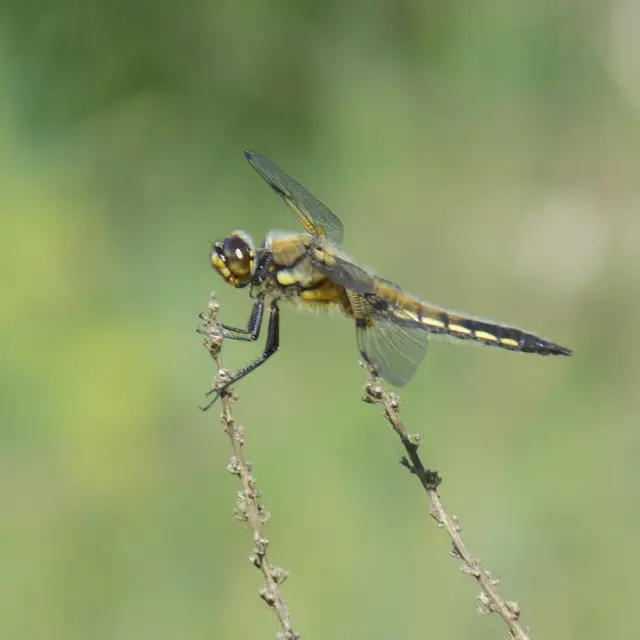 120622-libellules-rnrmaraisbonnefont