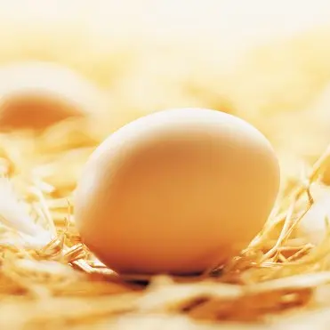 Gaec des Demois'ailes -Strenquels-Oeuf