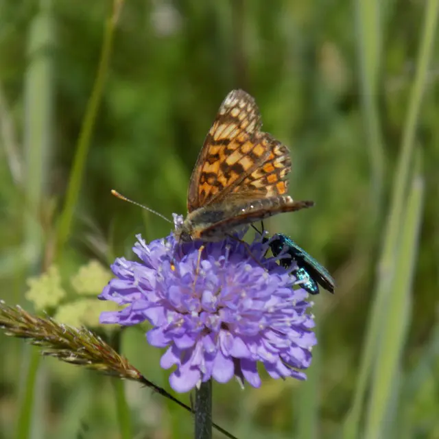 220522-papillons-rnrmaraisbonnefont