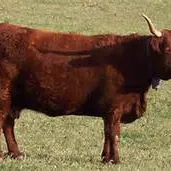 vache salers