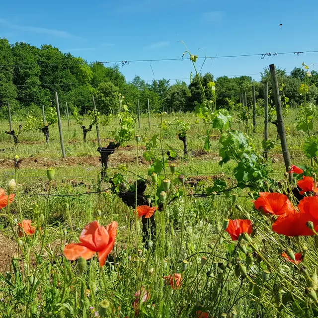 Vignes