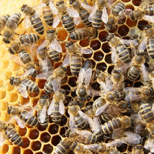 Apiculture