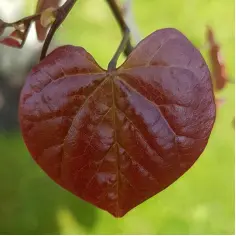 Au jardin
