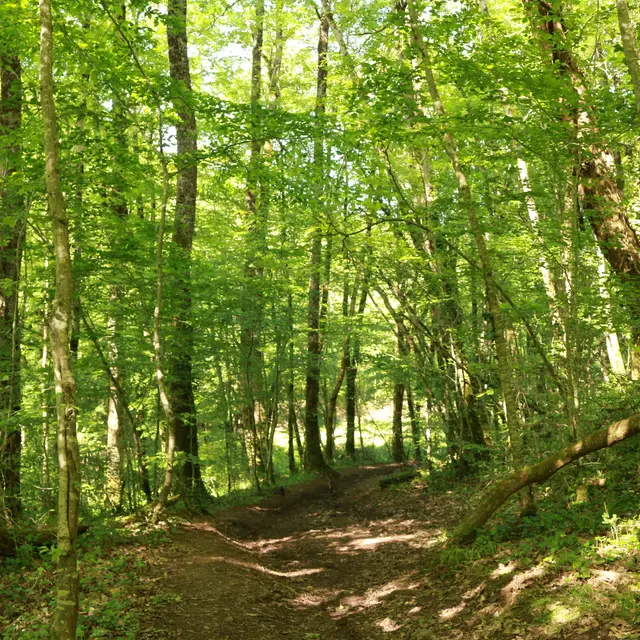 Au milieu des hêtres