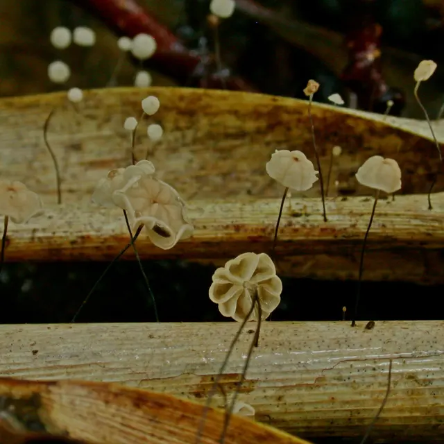 CH13101513_Marasmius_limosus