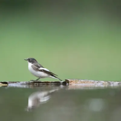 Sortie ornithologique autour de Beynat