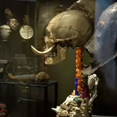 Musée de l'Homme de Néanderthal
