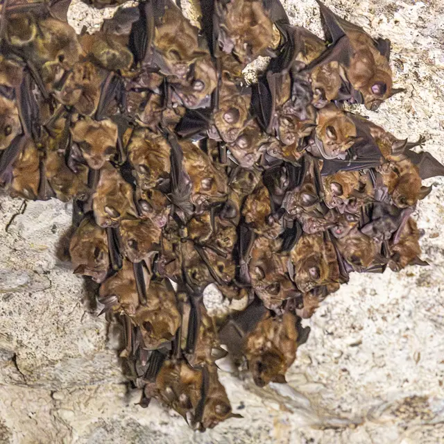 Chauves-souris@PhilippeLebrun(2)