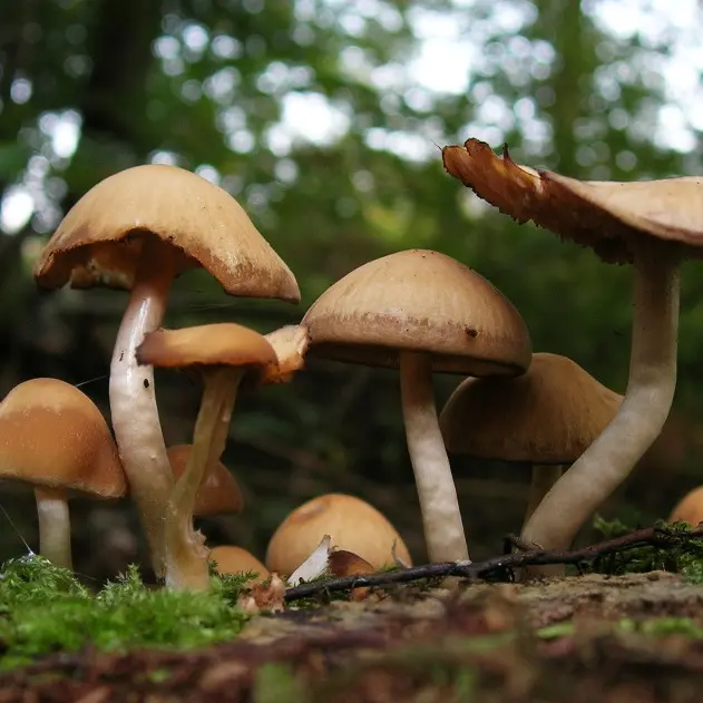 Champignons