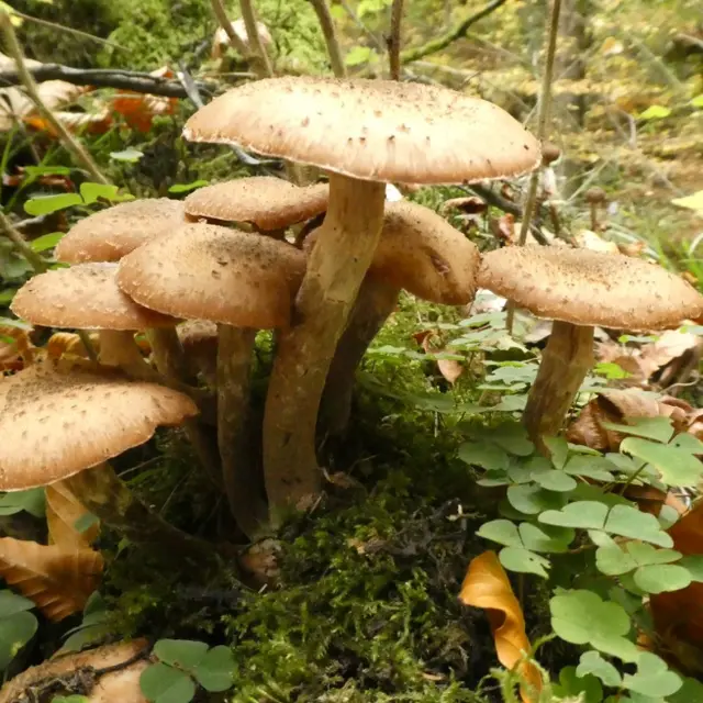 Champignons