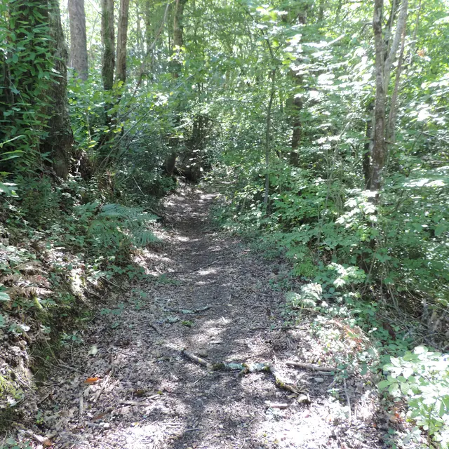 Chemin forestier