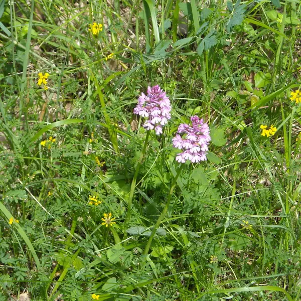 Orchidées Sauvages