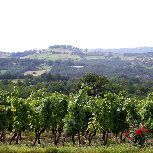 Glanes - Vue sur le Vignoble