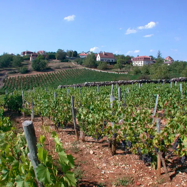 Glanes - Vignoble des Côteaux de Glanes
