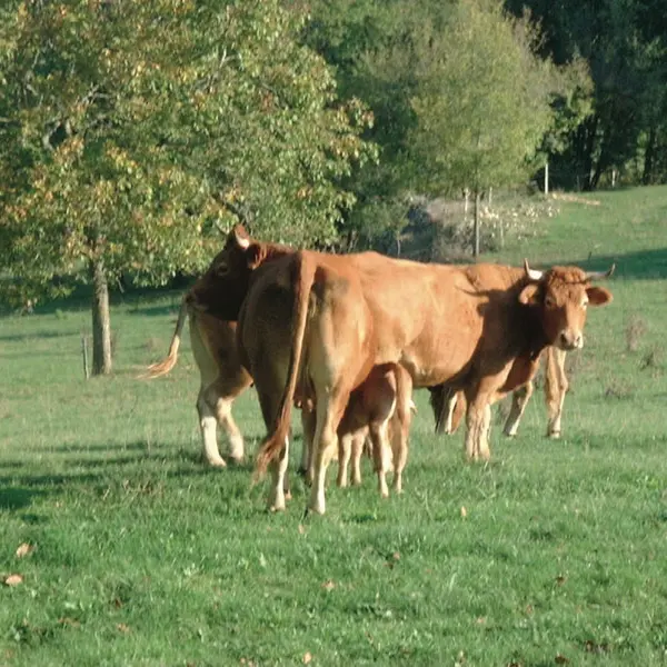 Vaches Laitières
