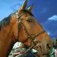 Concours Hippique