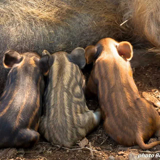 Cochons
