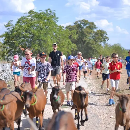 Descente des chèvres à la pâture -Ferme Borei d'Imbert -Roca  web