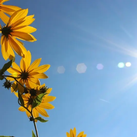 FÊTE DES FLEURS
