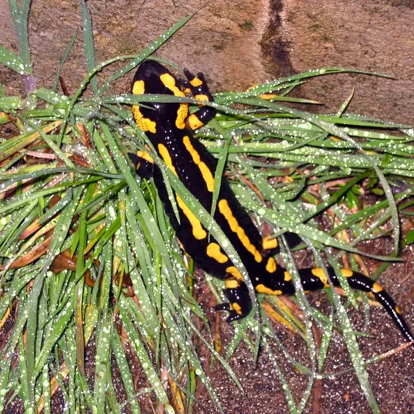 Découverte Amphibien Marais Bonnefont