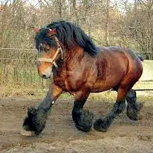 Concours cheval de trait