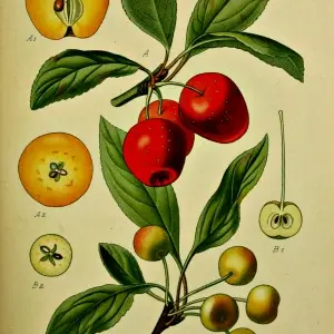 Fête de la Pomme