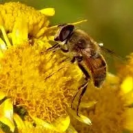 abeille