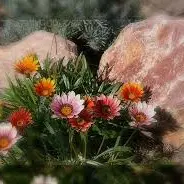 Fleurs