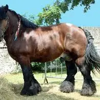cheval de trait
