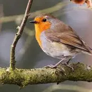 Rouge-gorge