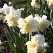 Jonquilles