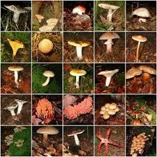 champignons