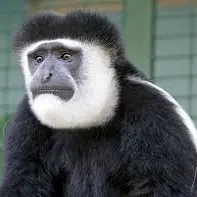 Singe