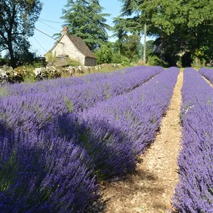 Ferme des Alix - Rocamadour 1 OK