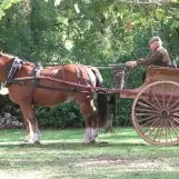 FermeEquestreRocamadour_cheval&caleche