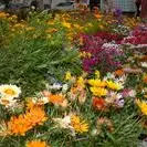 Foire aux fleurs