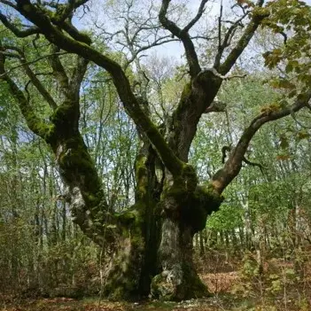 Forêt