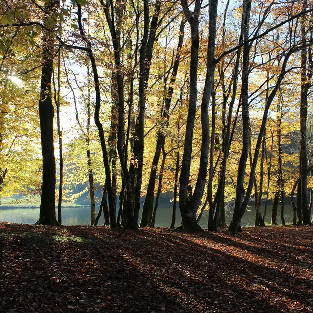 Forêt Ségala®Mouret
