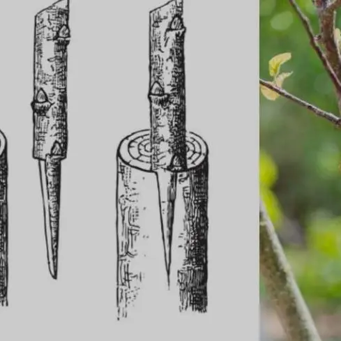 Greffe arbre fruitier